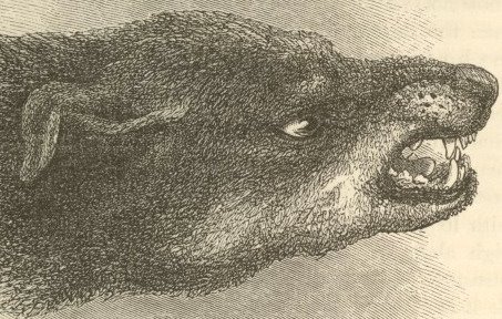 rabid dog