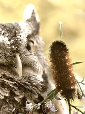 Woolly Worm